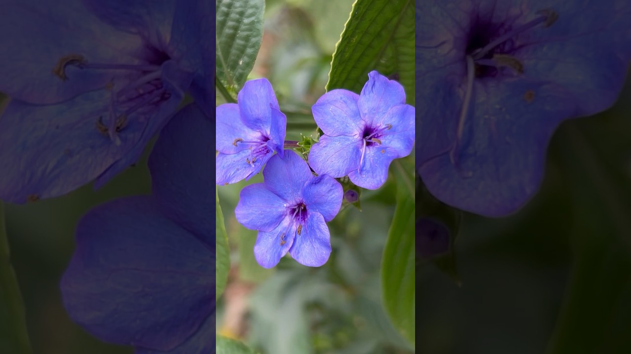 Blue sage flowering plant || Home Gardening | 