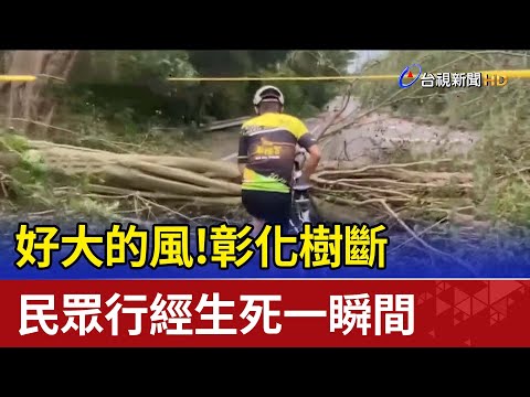 好大的風！彰化樹斷  民眾行經生死一瞬間