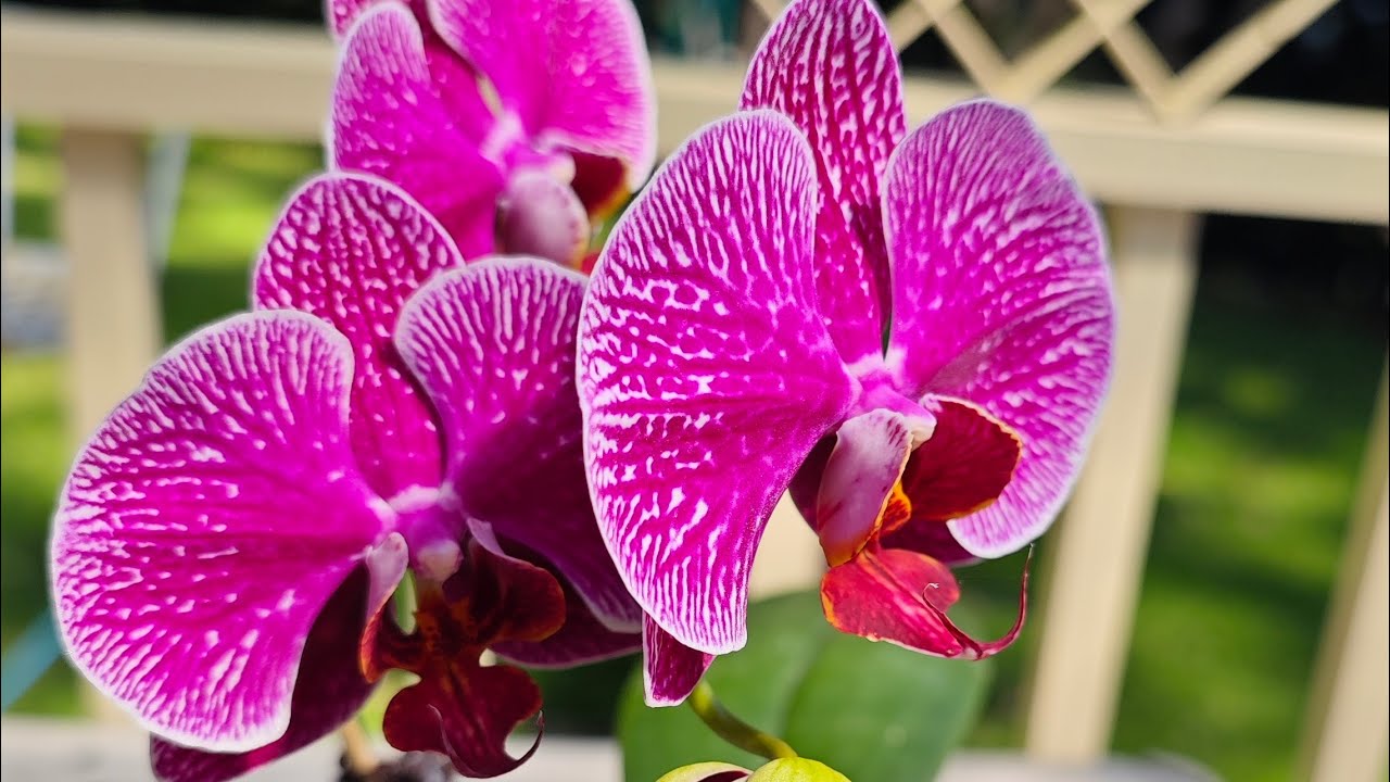 2606 給蝴蝶蘭尋找ID及換盆 how to find orchid ID