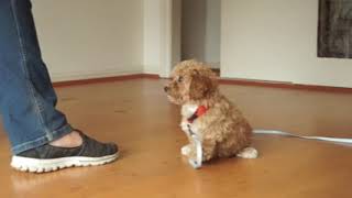 Lexi, 9 week old Cavoodle puppy, end of week 1 basic obedience training part B