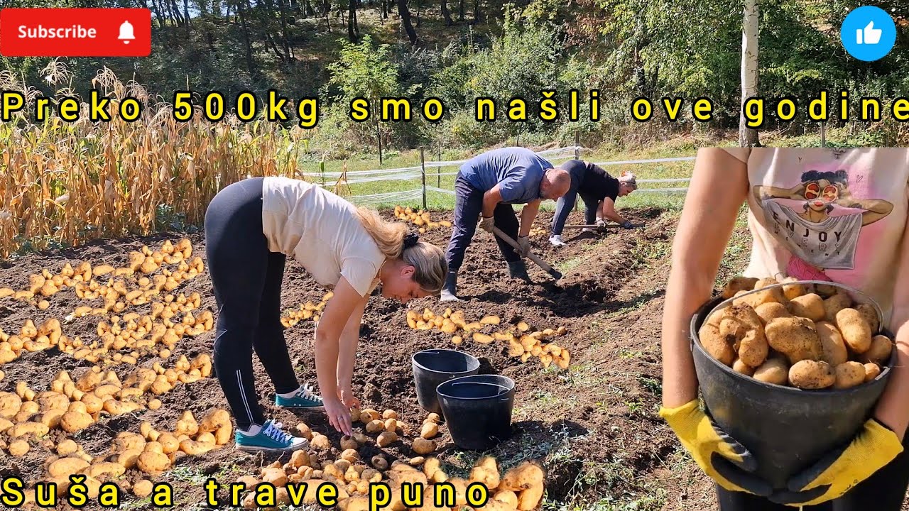 VADIMO KROMPIR, CRVI GA NAPADAJU SVE VIŠE❤️