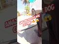 Gojo Double Dog Catch #dog #streetdogrevival #city #ytviral #gojo