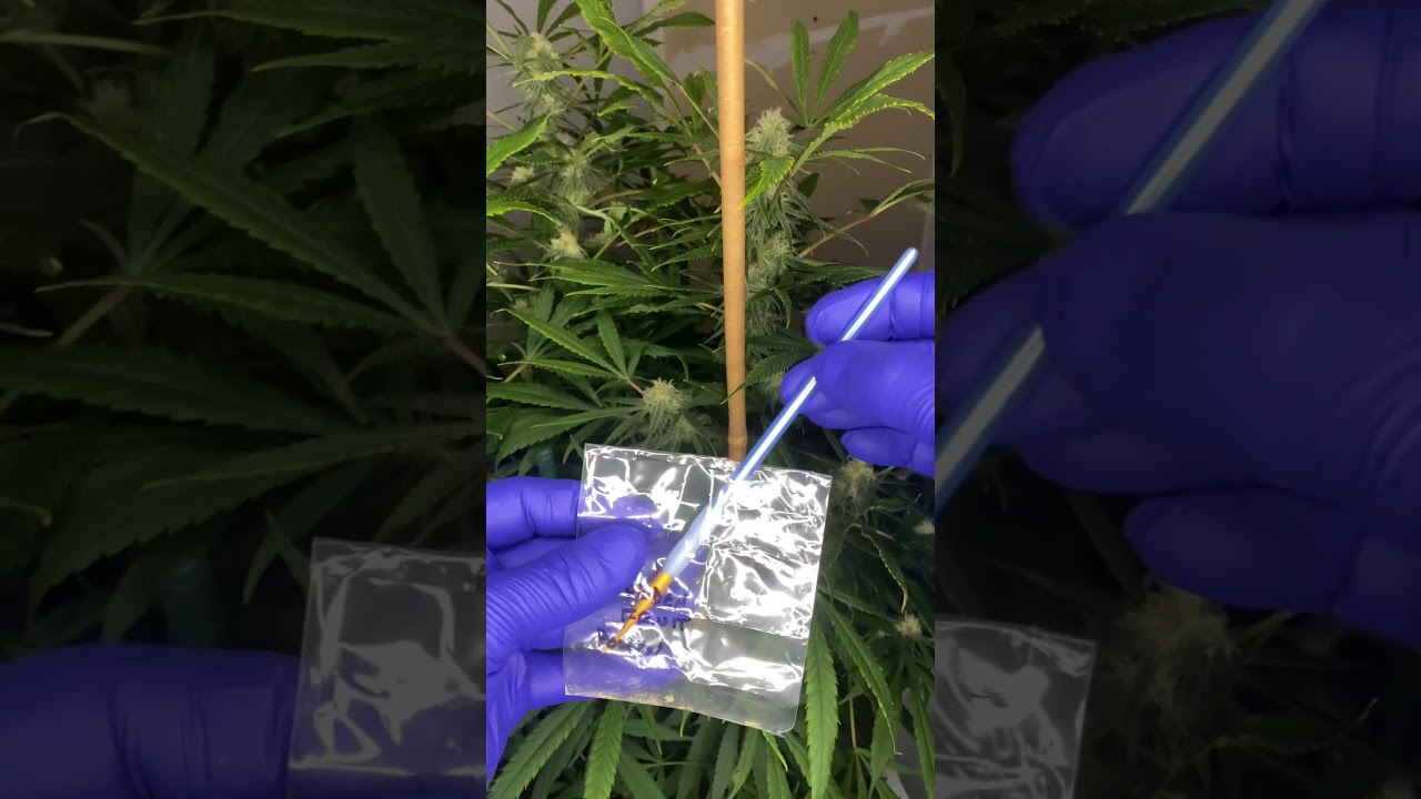 Controlled pollination! 