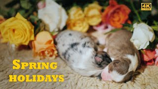 Easter pets - puppies and flowers by Happy Pets Space 60 views 2 months ago 6 minutes, 32 seconds