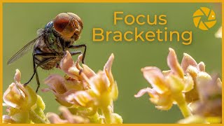Focus Bracketing | SETTINGS and step by step EDIT. (Focus Stacking)