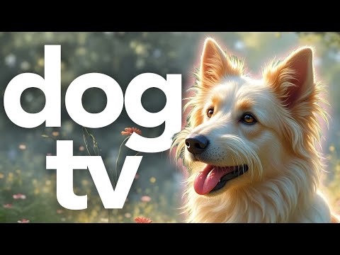 Dog TV | Relax Your Dog Video | Outdoor Walking and Adventuring Video for Dogs to Watch