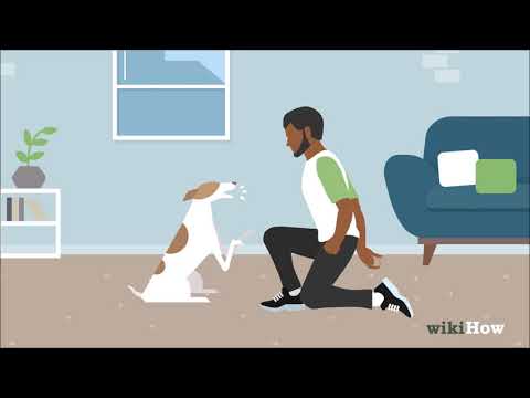 Video: Come Insegnare Al Tuo Cane A Parlare?