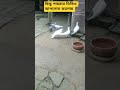 বন্ধুরা কিছু পায়রার ভিডিও করে সক রলাম।