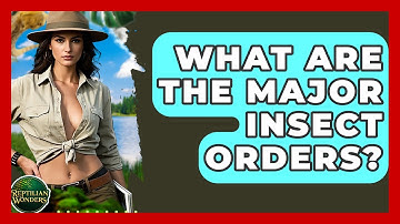 What Are The Major Insect Orders? - Reptilian Wonders