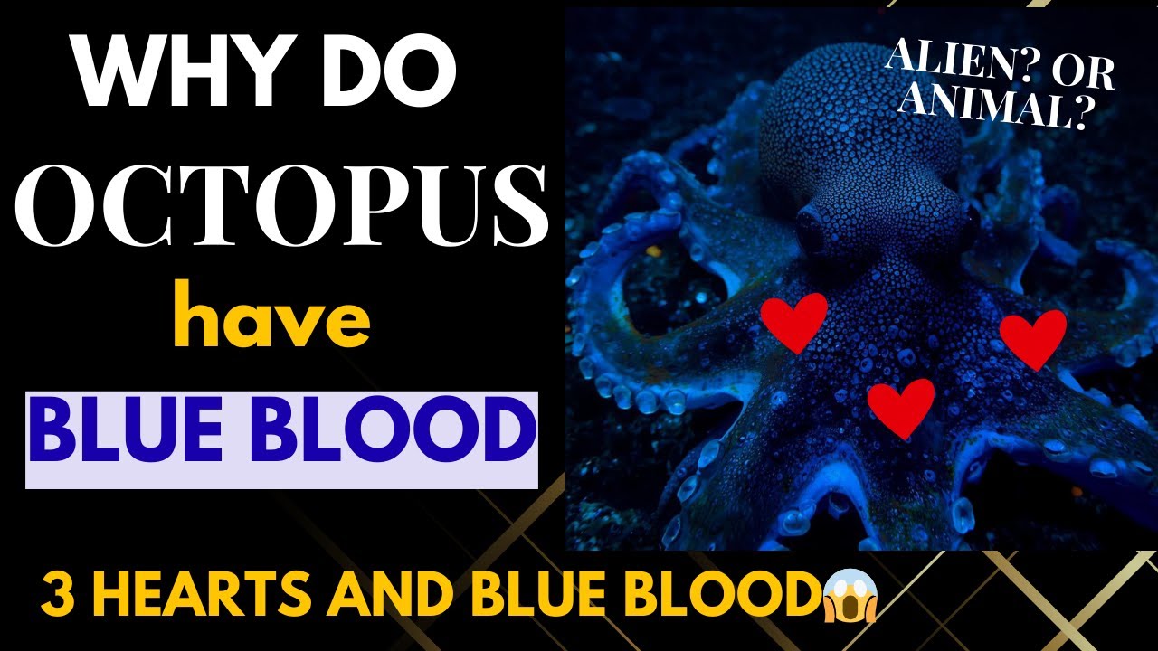 why do octopus have blue blood