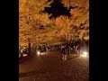 【国営昭和記念公園・紅葉まつり｜カナール＆かたらいのイチョウ並木を散歩してみた【ライトアップ編】📺本編はVR180の8Kバージョンで公開中！→🌙Evening Light-Up Walkを押して‼