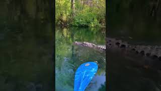 Just Kayaking Beside A Dinosaur, No Biggie. 🐊🎥: (Floridaguidejosh/Ig)