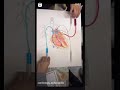 الدورة الدموية علم تشريح القلب