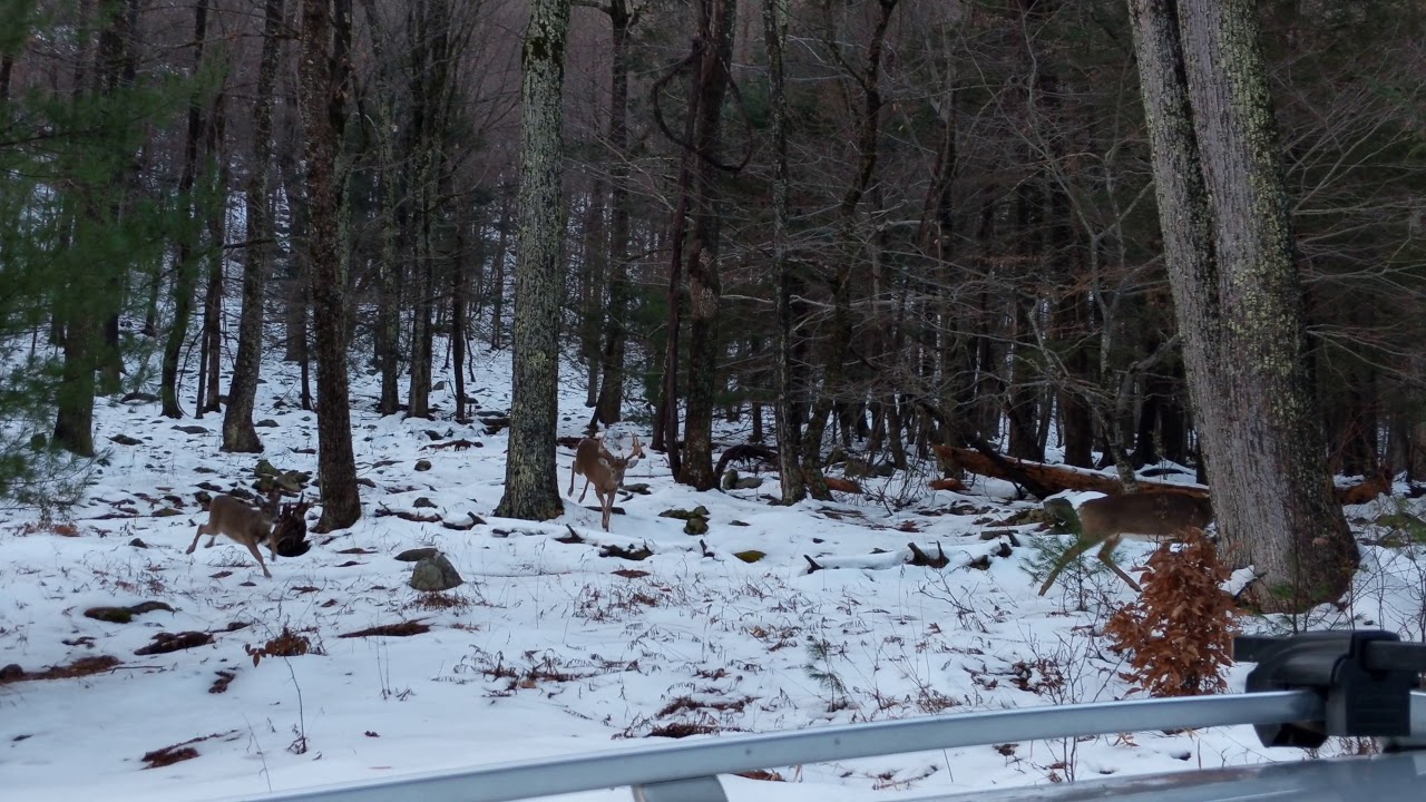 Buck In Rut YouTube buck-in-rut-youtube