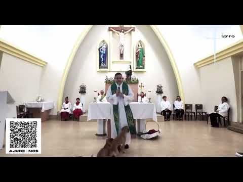 Cachorros roubam a cena durante missa celebrada pelo padre Pierre em Juiz de Fora