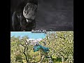 Albertosaurus Vs Gorgosaurus Dinosaur Albertosaurus Vs Gorgosaurus Dinosaur