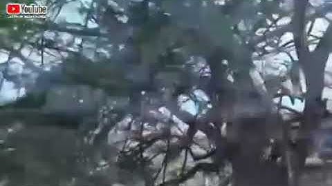 lagu hakka cinta  tak bisa paksa