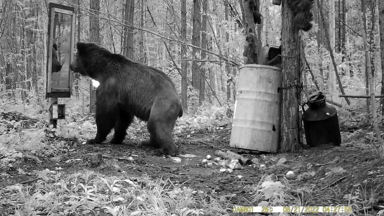 Видео о том, как медведь встретил зеркало в лесу.