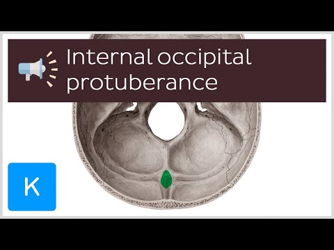 Wideo: Która kość czaszki zawiera wypukłość?