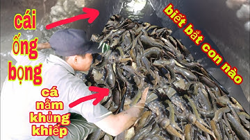 ĐI RA RUỘNG BẮT CÁ CẠN THẤY CÁI ỐNG BỌNG CÁ LÀM ỌT OẸT KHÔNG CƯỠNG NỔI | Phúc TV 84 /catch fish