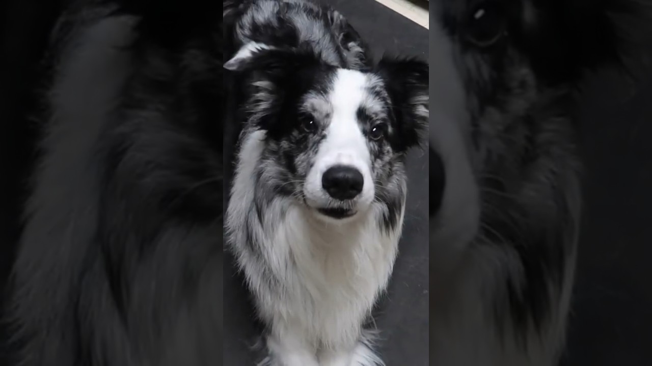Оцените, как бордер-колли блю-мерль демонстрирует свой трюк 