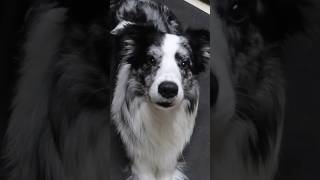 Score the blue Merle border collie showing off his trick #bordercollie #bluemerle #dogtricks #dogs