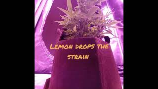 Know your Grow Season 2 Eps.4
