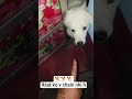 #comedy #firstvlog #dog #animals #puppy