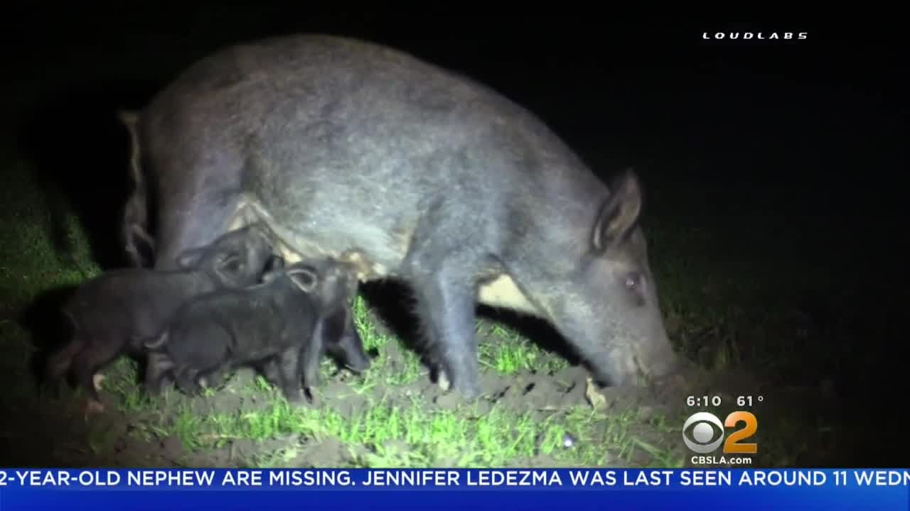 Wild Boars Tear Through Riverside's Fairmount Park Overnight