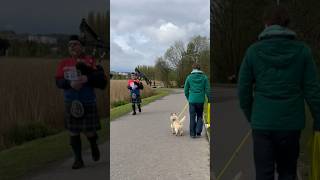 Scottish bagpiper surprises cairn terrier dog at a major Scotland tourist attraction
