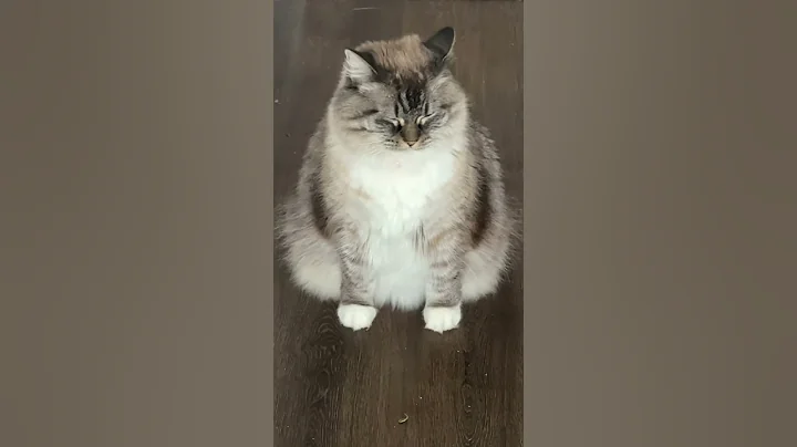 Video 11562011: cat kitten kitty, lazy kitten, kitten playing