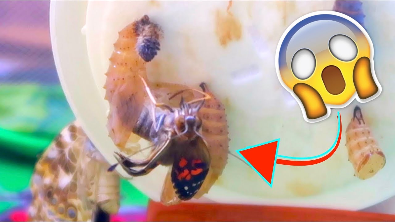 I CAUGHT A BUTTERFLY COMING OUT OF IT'S COCOON ON CAMERA! YouTube