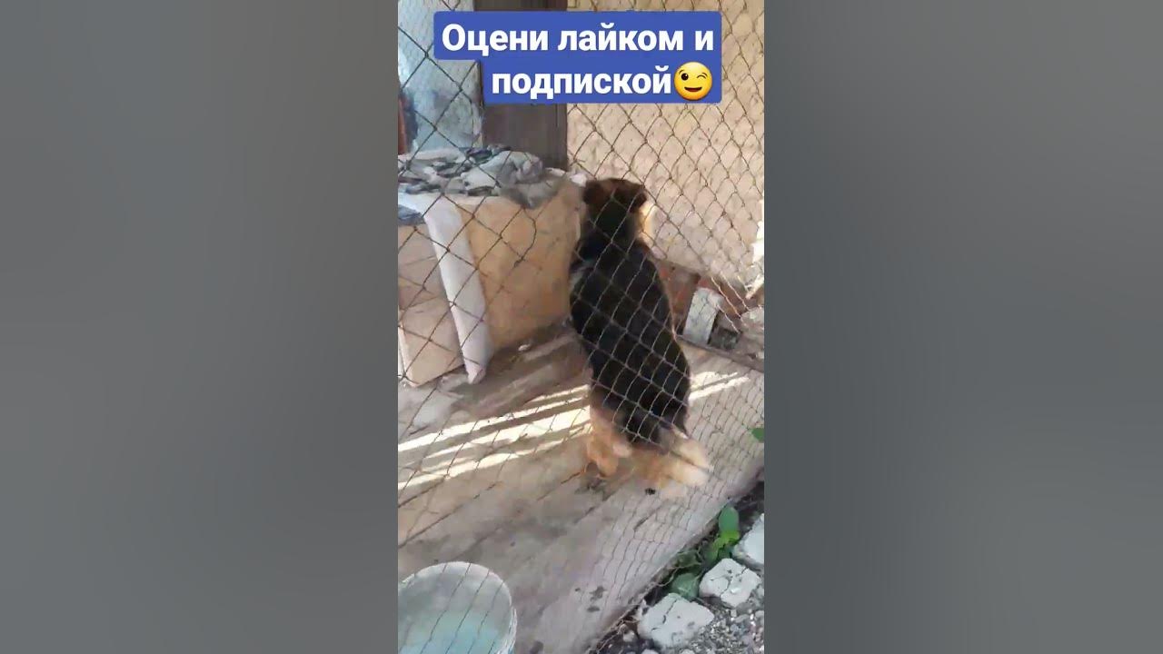 авчарка - YouTube