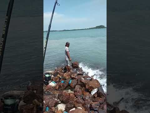 Tg. Teritip ikan cermin 5kg - YouTube