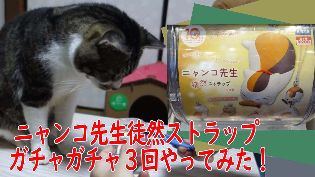 猫の嗅覚で見破る ファミマの パンでロシアンルーレット リキちゃんにパンをクンクンさせてみた リキちゃんねる 猫動画 Cat Video キジトラ猫との暮らし Youtube