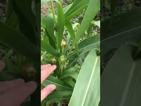 Кукуруза 🌽 не забудьте обработать от совки 🐛