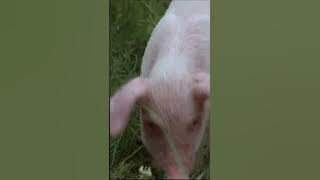 Oppochnervisan - Emil i Lönneberga #astridlindgren