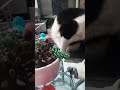 ay mi gatito miau miau 😹