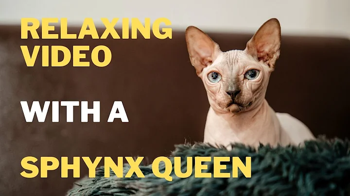 Video 187791: beautiful sphynx cat, cat lovers beautiful
