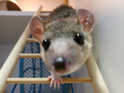 Vidéo: Est-ce qu'un possum fait un bon animal de compagnie ?