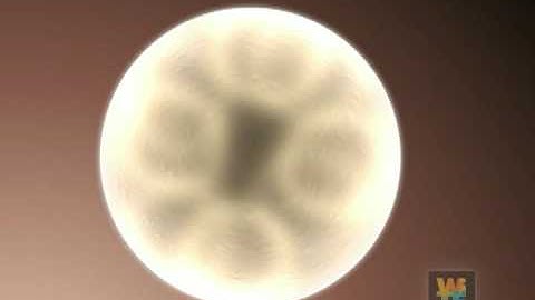Embryonic stem cell animation