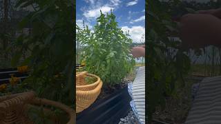 Homemade pesto #singlemom #hiddenhomebylena #cooking # short #reel