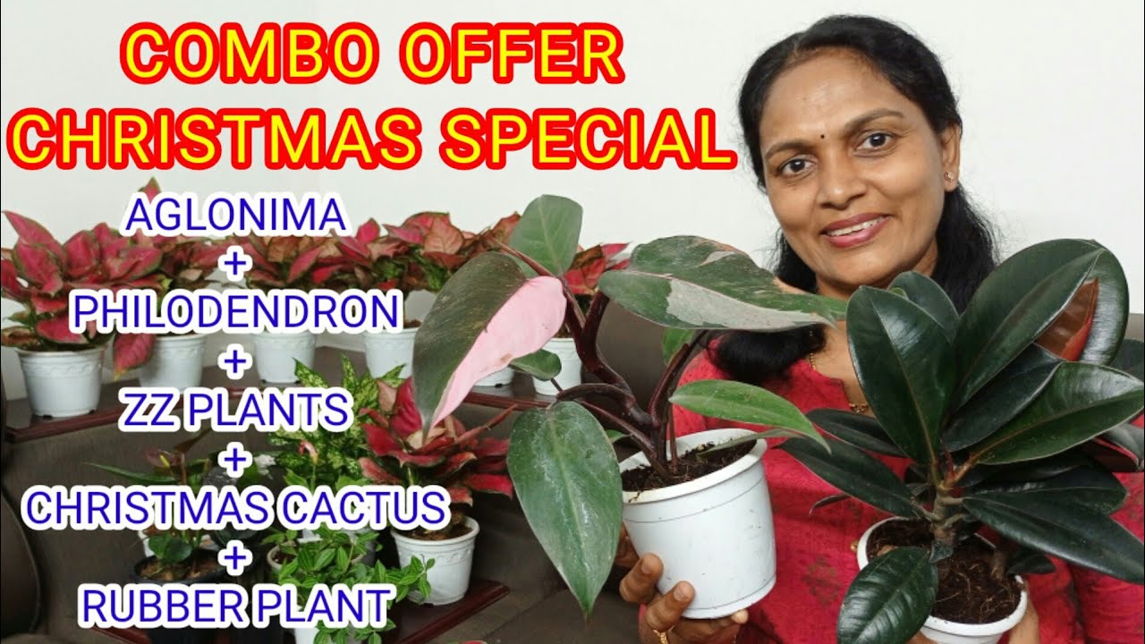 INDOOR PLANTS/ COMBO OFFER/ AGLONIMA/ CACTUS/PHILADENDRON/ ONLINE