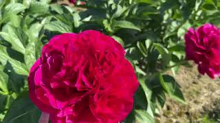 Glowing Heart peony in bloom