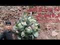 Cabbage has 6 flowers  gobi ko lage 6 phool  shahzeb munir vlog