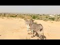 Donkey Breeding Season