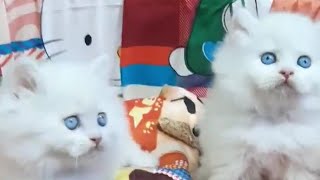 قطط شيرازي لون ابيض شعر طويل عيون زرقاء/جزيرة القطط الصغيرة
