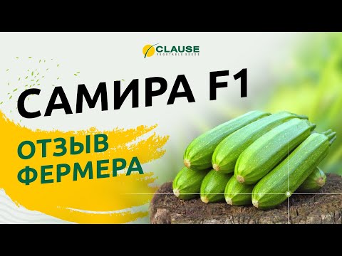 САМИРА F1: ОТЗЫВ ФЕРМЕРА!