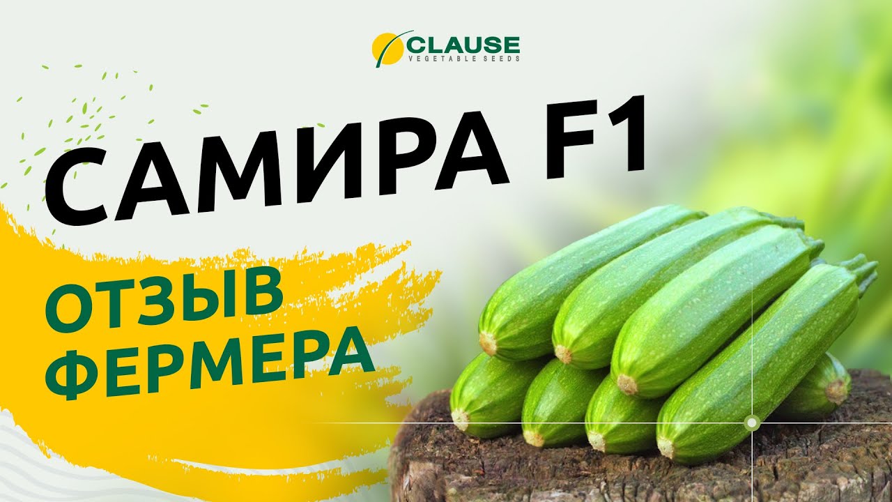 САМИРА F1: ОТЗЫВ ФЕРМЕРА!