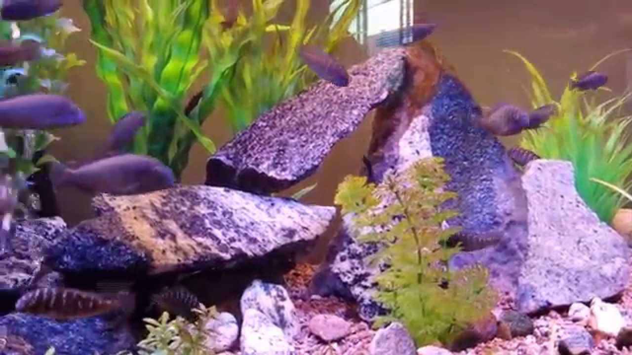 tropheus red rainbow Tropheus Purple Lufubu 90 gallon